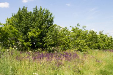 Ağacı ve mavi gökyüzü olan güzel bir manzara.