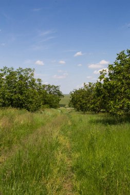 Doğanın güzel manzarası