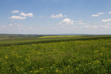 yeşil buğday tarlaları