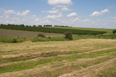 Buğday tarlası. tarım arazisi.