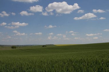 Buğday tarlası, tarım doğası