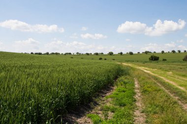 Mavi gökyüzü ve beyaz bulutlu yeşil buğday tarlası.