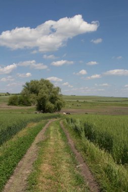 Kırsalda bir yeşil bitki tarlası.