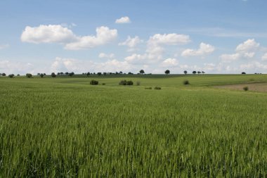 yeşil tarla ve mavi gökyüzü