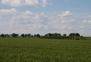 Yaz gününde yeşil buğday tarlası
