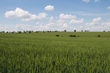 Bir sürü tahıllı yeşil alan..