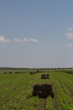 yeşil buğday ve mavi gökyüzü alanı.