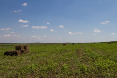 saman balyası sahada