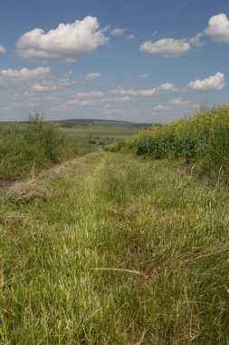 kırsal kesimde yeşil çayır