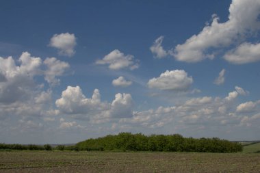 Yeşil tarlalı ve mavi gökyüzüyle manzara
