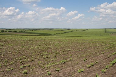 Bir yaz günü tarla ve ekinlerin havadan görünüşü