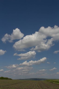 Arkaplanda yeşil buğday tarlası