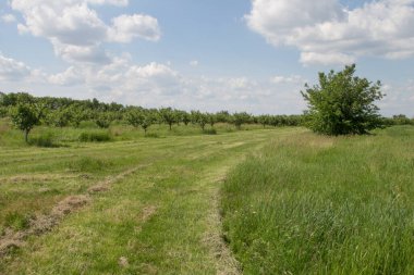 Çimenli güzel bir yaz manzarası