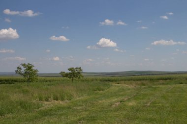 Yaz alan ve mavi gökyüzü