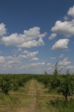 İlkbaharda elma tarlası