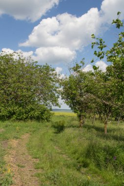 Ormanda ilkbahar