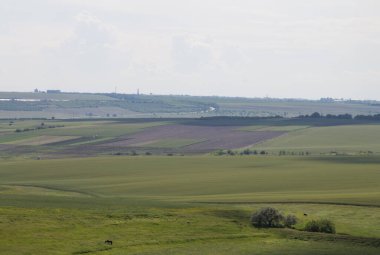 Buğday tarlası ve büyük yeşil gökyüzü olan güzel bir manzara.