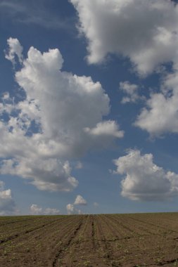 yeşil çimen ve gökyüzü
