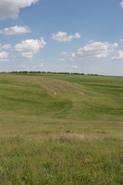 yeşil çimenler tarlada