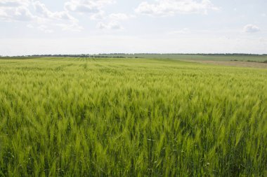 Olgun buğday tarlası