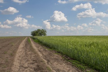 Yeşil buğday alanları ve mavi gökyüzü.