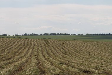 saman balyaları tarlada