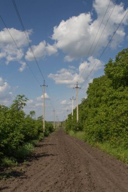 Ormanda yeşil ağaçlar