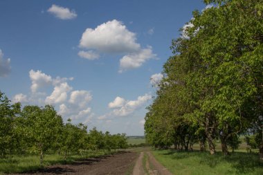 Köydeki bir ormanın kenarındaki ağaçlar ve çalılar.