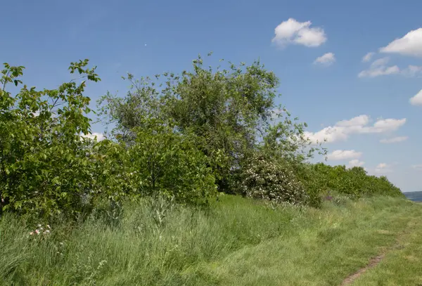 Yeşil Çimen ve Mavi Gökyüzü