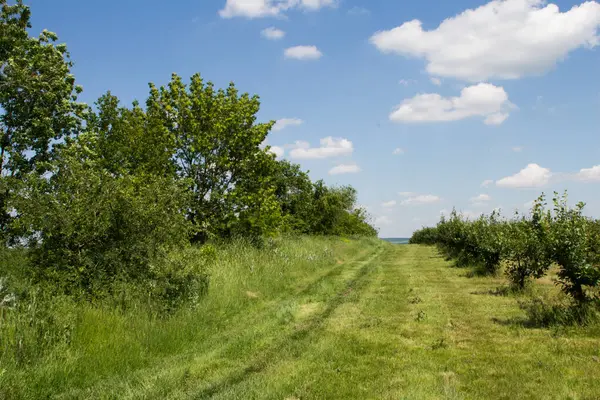 Yeşil ağaçlı elma bahçesi ve güneşli bir günde arka planda bulutlu mavi gökyüzü.