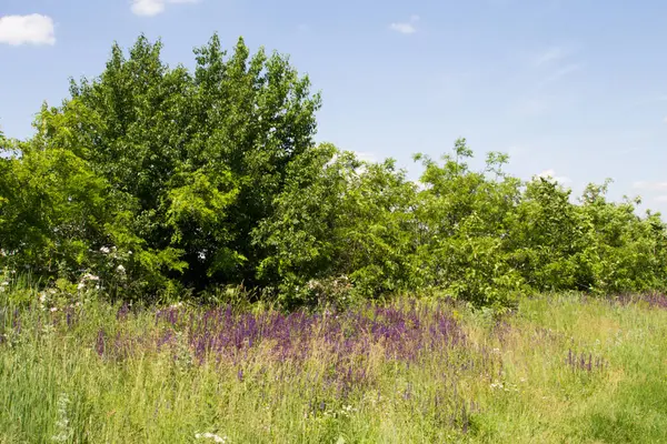 Ağacı ve mavi gökyüzü olan güzel bir manzara.