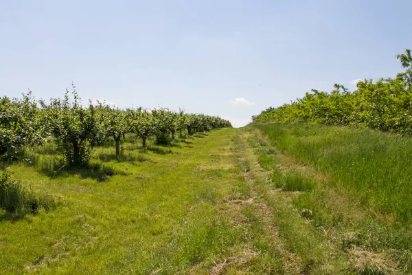 Yazın meyve bahçesi