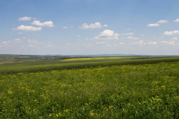 yeşil buğday tarlaları