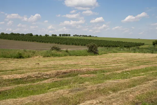 Buğday tarlası. tarım arazisi.