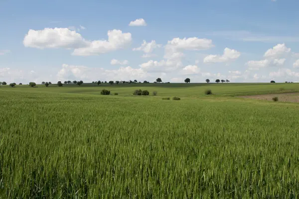 yeşil tarla ve mavi gökyüzü