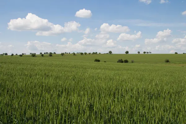 Bir sürü tahıllı yeşil alan..
