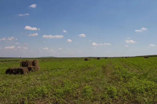 saman balyası sahada