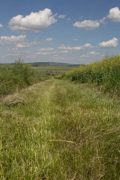 kırsal kesimde yeşil çayır