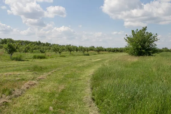 Çimenli güzel bir yaz manzarası