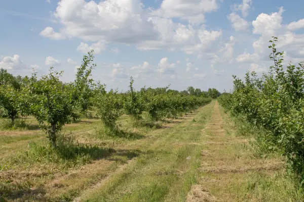 Elma bahçesi. Yazın meyve bahçesi.