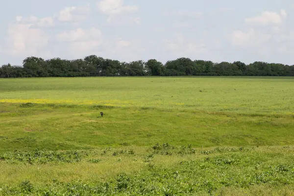 Yeşil çimenler ve ağaçlarla kaplı yaz manzarası