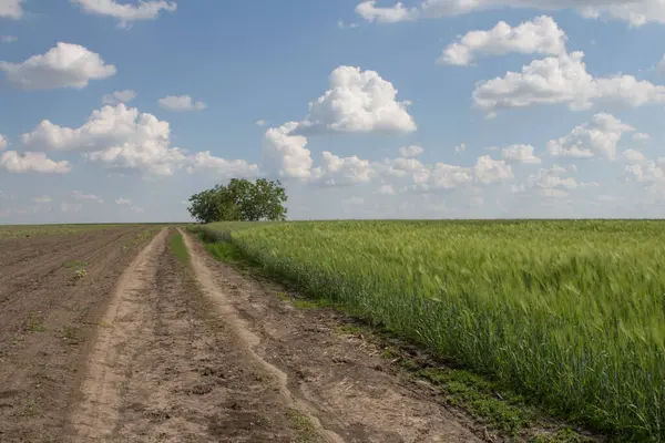 Yeşil buğday alanları ve mavi gökyüzü.