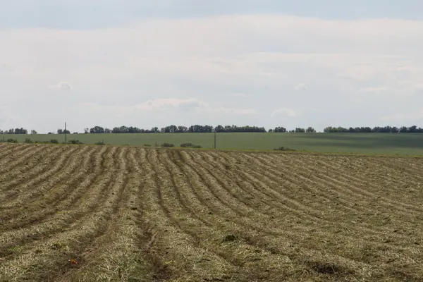 saman balyaları tarlada