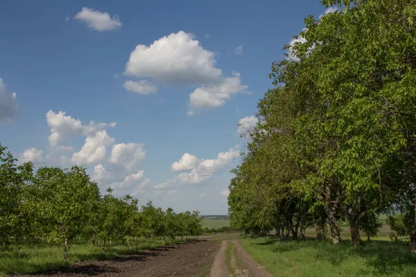 Köydeki bir ormanın kenarındaki ağaçlar ve çalılar.
