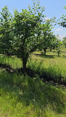 Mavi gökyüzü ile yeşil elma ağacı
