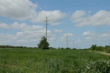 yeşil tarla ve mavi gökyüzü