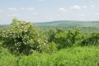 Ağaçlı ve çiçekli yeşil tarla