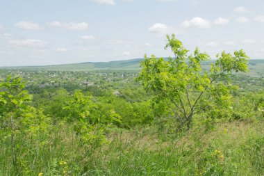 Yeşil tarlalı manzara