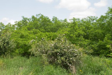 Ormanda güzel yeşil ağaçlar