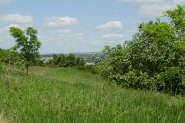 Mavi gökyüzüne karşı yeşil çimenler ve ağaçlar